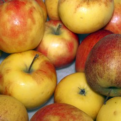 apple-2961503_1280.jpg