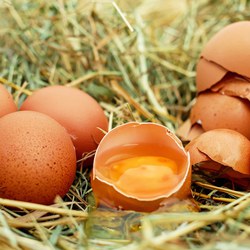 eggs-1510449_1280.jpg