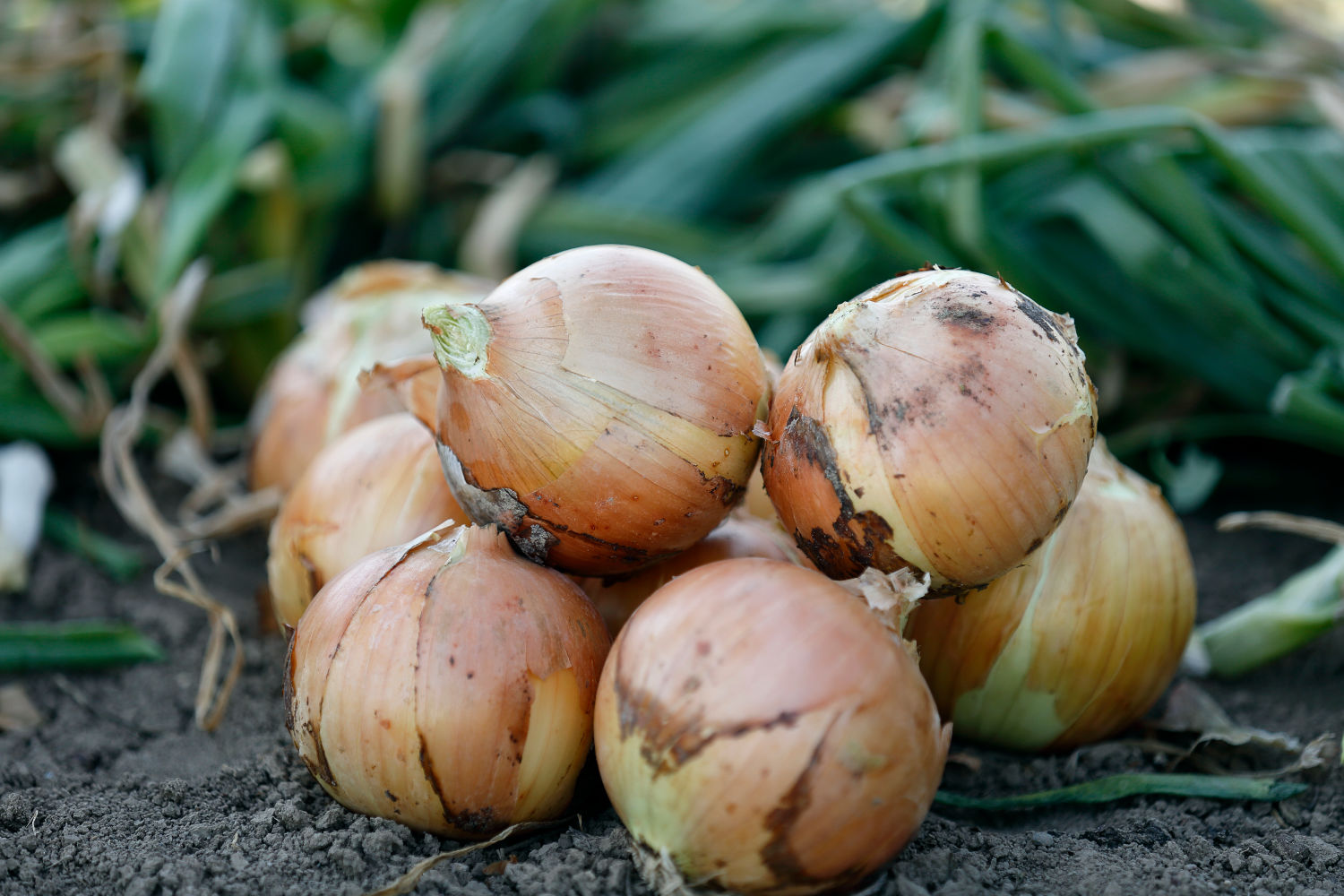 Uien Sorten Uien — Aardappelhandel de Vries